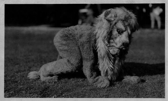 1929 nittany lion--penn state archives