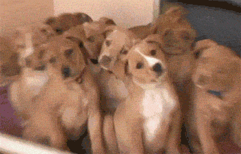 Stop Studying, You Deserve To Look At These Dog GIFs ...
